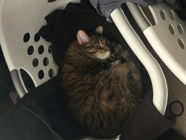 Tabby cat curled up in a basket of laundry.